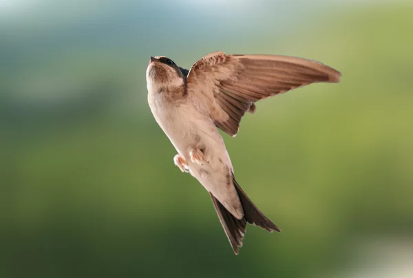 Bird, swallow on flying — Stock Photo, Image