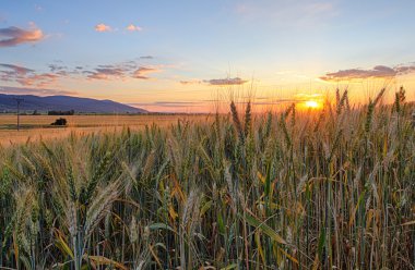 alan altın kulaklı günbatımı içinde buğday