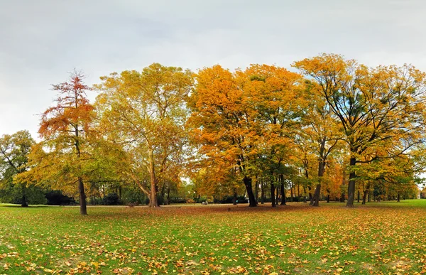 Sonbahar orman Park, Bratislava — Stok fotoğraf