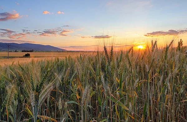 Поле с золотыми колосьями пшеницы на закате — стоковое фото