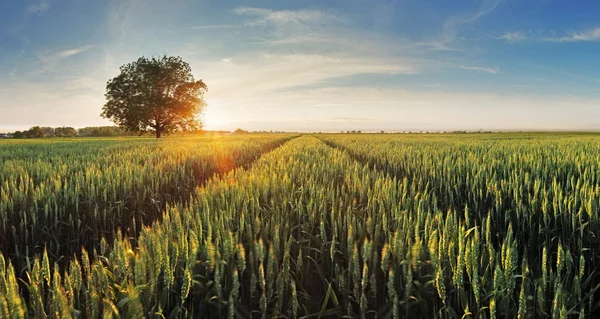 Weizenfeld bei Sonnenuntergang — Stockfoto