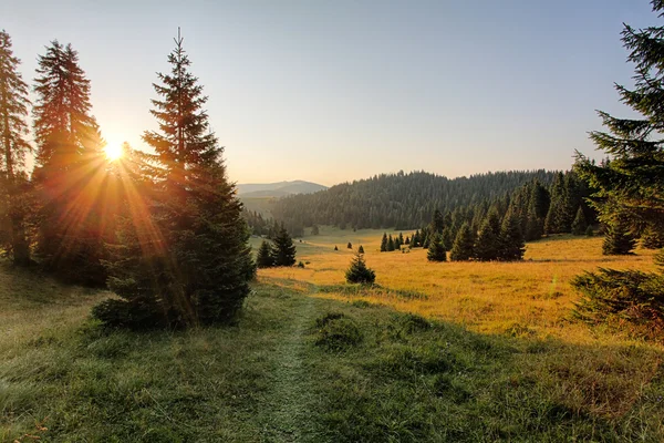 Horská krajina s lesní — Stock fotografie