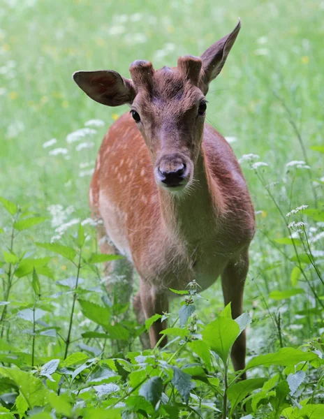 Whitetail deer doe and fawn in a beanfield in late evening — Stock Photo, Image