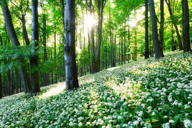 Spring Forrest 'ta. Taze Yeşil Orman Franconia, Almanya 'da. Vahşi sarımsak açıyor.