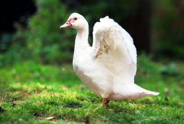 Beyaz yerli ördek yeşil çiftlikte uçmaya başladı