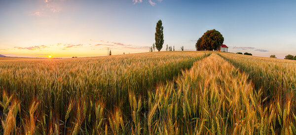 Закат над пшеничным полем с дорожкой и часовней в Словакии - панорама
