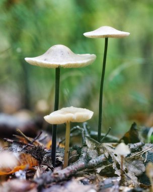 The Common Bonnet (Mycena galericulata) yenilemez bir mantardır.