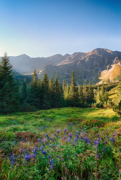 Vilda blommor i gröna skogen berg, Tatrabergen, Slovakien — Stockfoto