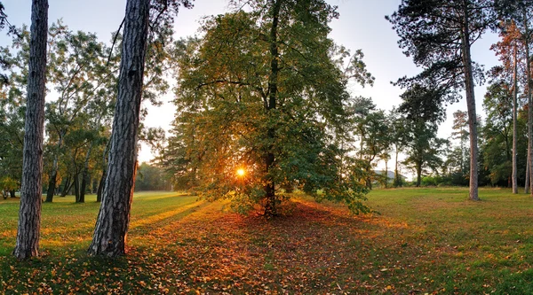 Forêt avec soleil — Photo