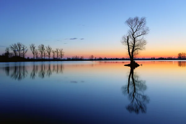 Boom silhouet bij zonsondergang in lake — Stockfoto