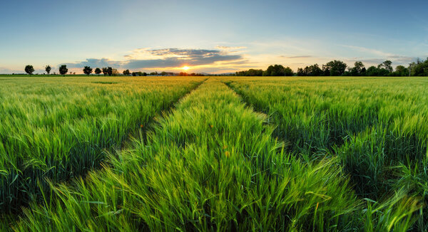 Sunset over wheat field with path