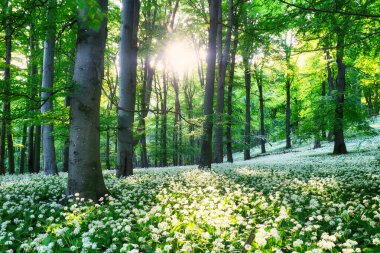 Spring Forrest 'ta. Taze Yeşil Orman Franconia, Almanya 'da. Vahşi sarımsak açıyor.