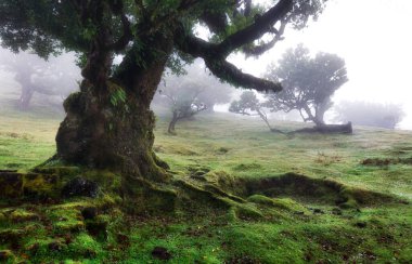 Portekiz 'deki UNESCO' nun Dünya Mirası Alanı Madeira 'daki Fanal Laurisilva ormanındaki büyülü defne ağaçları. Kalın sisli güzel yeşil yaz ormanı