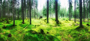 Taze yeşil ağaçları ve yaprakları olan muhteşem manzaralı bir orman manzarası.
