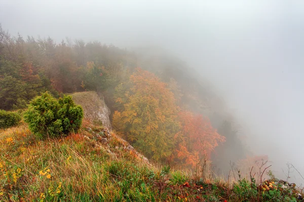 Foresta autunnale con nebbia, nebbia — Foto Stock