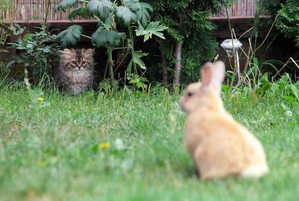 Katze und Hase, Jagd — Stockfoto