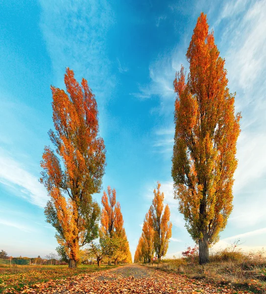 Árvore de álamo com estrada no outono — Fotografia de Stock