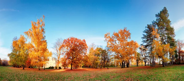 Autumn forest panorama in park — Stock Photo, Image