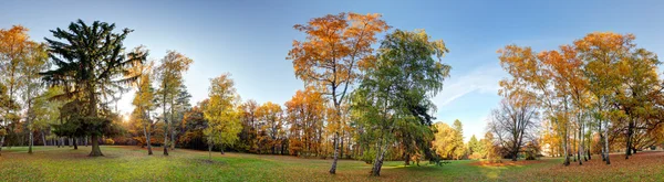 Panorama de outono florestal no parque — Fotografia de Stock