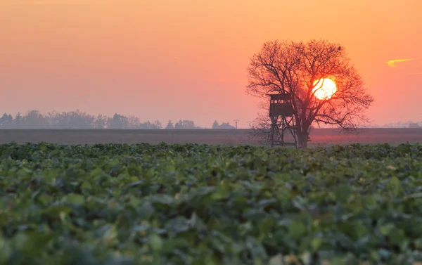 Copac singur pe pajiște la apus de soare — Fotografie, imagine de stoc