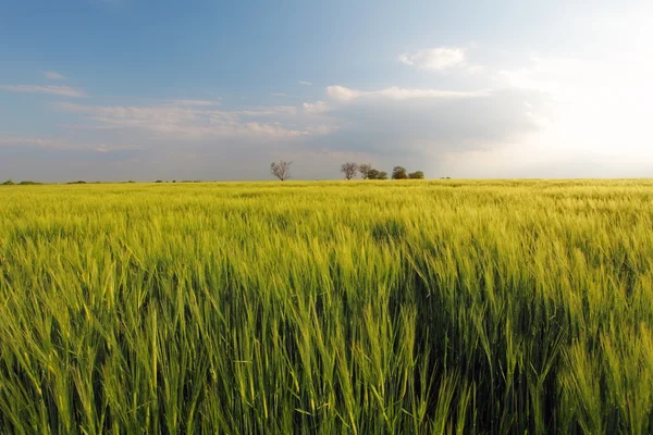 Campo de trigo de primavera verde de cevada - meaodw — Fotografia de Stock