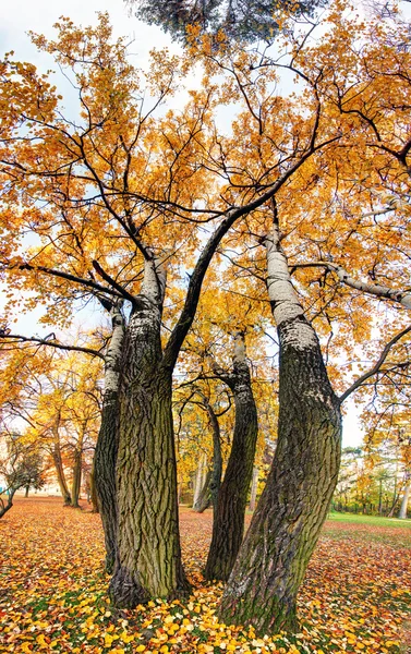 Vidoeiro como panorama vertical no outono — Fotografia de Stock
