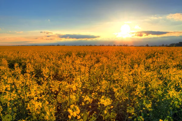 Zonsondergang over koolzaad veld — Stockfoto