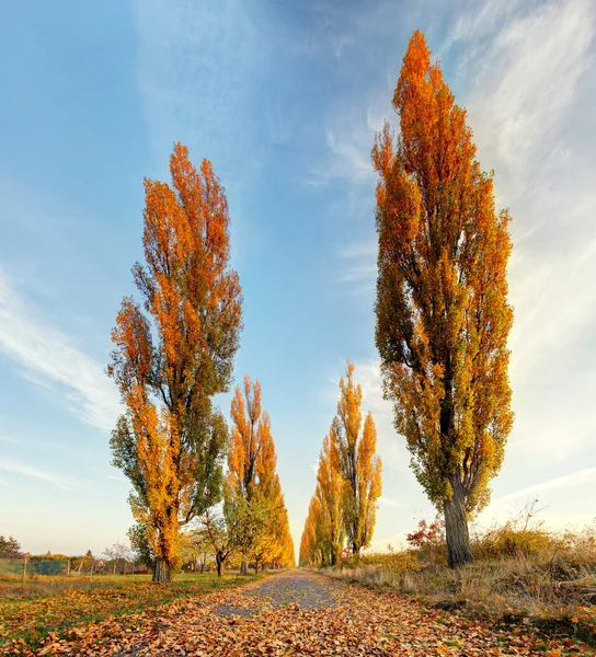 Aleja topoli na jesień — Zdjęcie stockowe