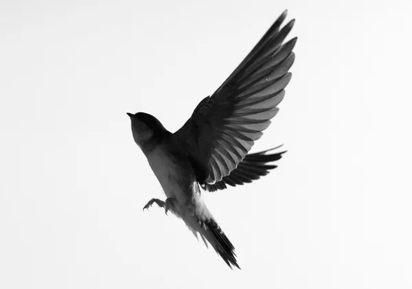 Swallow - silhouette in a flying — Stock Photo, Image