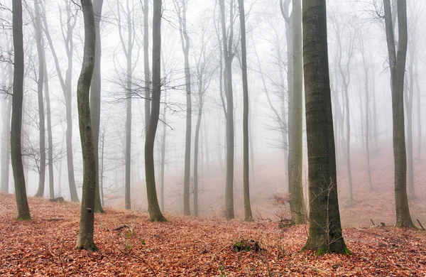 Floresta de outono com árvores na névoa — Fotografia de Stock