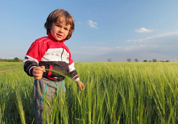 Ragazzo in campo, Bambino — Foto Stock