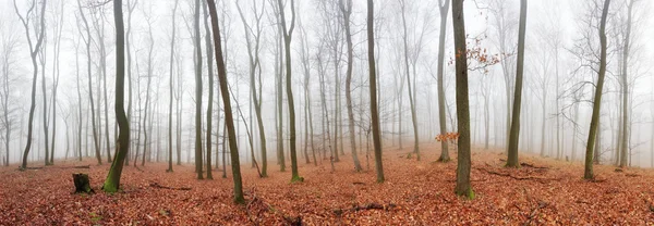 Panoráma az őszi erdő, fák, a köd — Stock Fotó