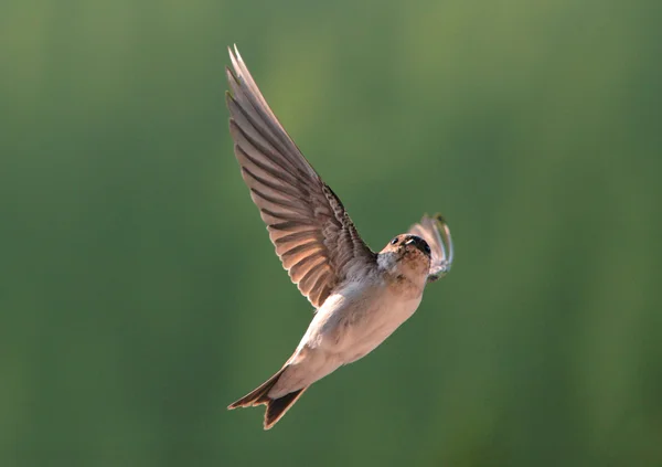 Vogel, swallow op vliegen — Stockfoto