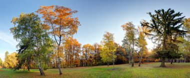 Yaz - Sonbahar ağaç orman Park Panoraması