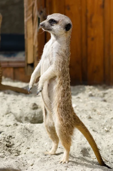 Mignon visage d'un suricate animal brun — Photo