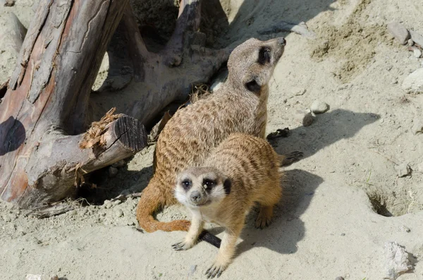 갈색 동물 meerkat의 귀여운 얼굴 — 스톡 사진