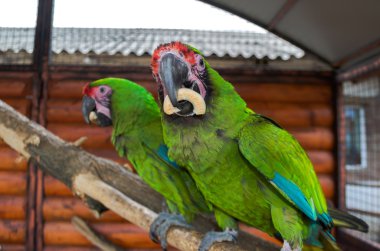 İki yeşil papağan çörek için uğraşmak