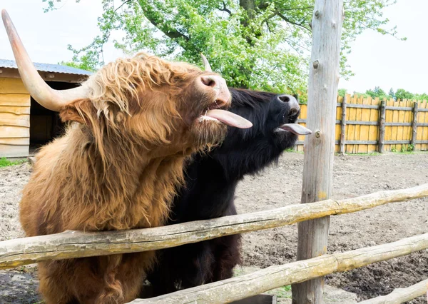 Vache irlandaise brune dans la cour de la ferme — Photo