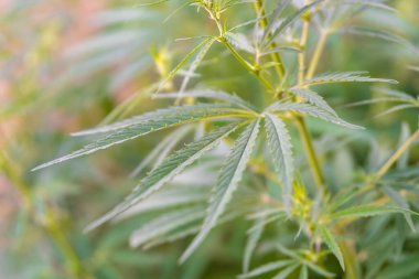 Çiftlikte tıbbi kanabilerin yetiştirilmesi