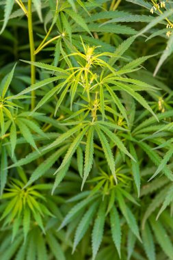 Çiftlikte tıbbi kanabilerin yetiştirilmesi