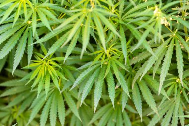 Çiftlikte tıbbi kanabilerin yetiştirilmesi