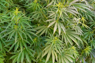 Çiftlikte tıbbi kanabilerin yetiştirilmesi