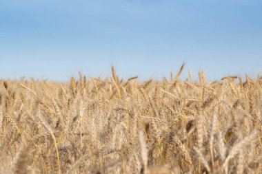 Olgun mısır başaklarıyla Altın Buğday Tarlası