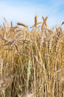 Olgun mısır başaklarıyla Altın Buğday Tarlası