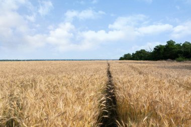 Olgun mısır başaklarıyla Altın Buğday Tarlası