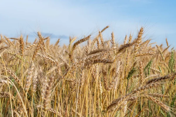 Golden Wheat Field Dojrzałymi Uszami Kukurydzy — Zdjęcie stockowe