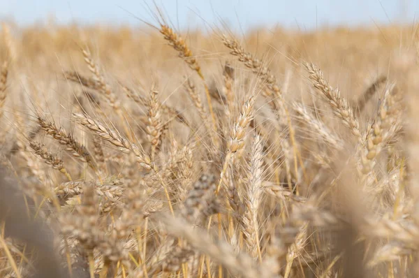 Golden Wheat Field Dojrzałymi Uszami Kukurydzy — Zdjęcie stockowe