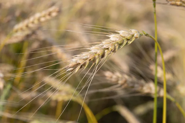 Golden Wheat Field Dojrzałymi Uszami Kukurydzy — Zdjęcie stockowe