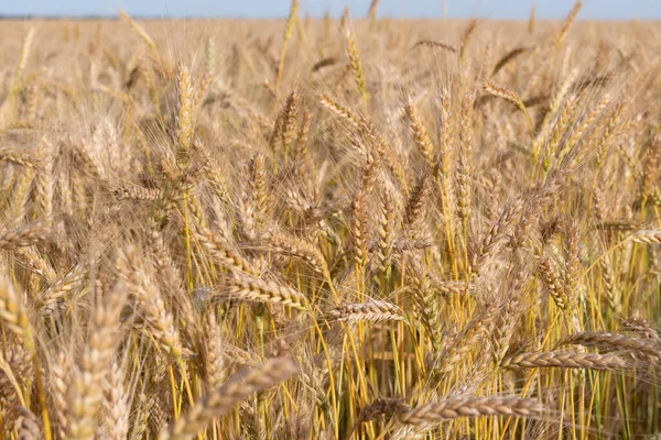 Golden Wheat Field Dojrzałymi Uszami Kukurydzy — Zdjęcie stockowe