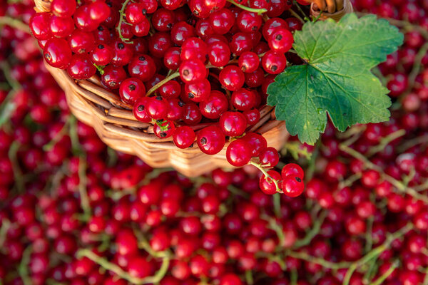 Ripe berries of red currant with wooden background